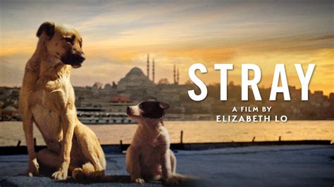 strays movie 2021.